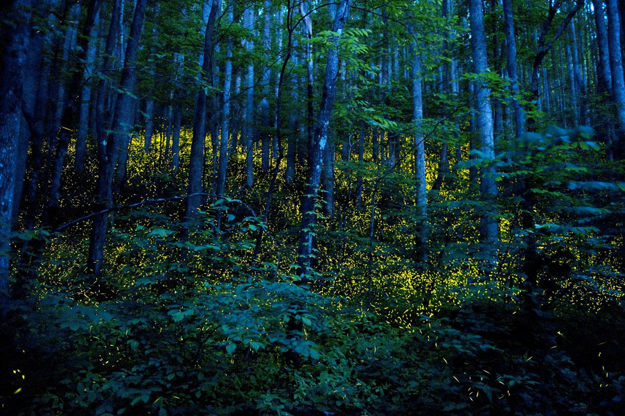 fireflies | evolutionyou.net