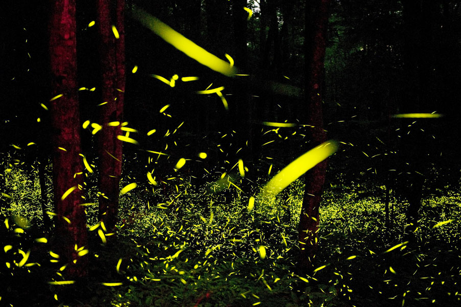 fireflies | evolutionyou.net