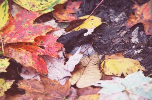 evolutionyou.net | autumn in the woods (5)