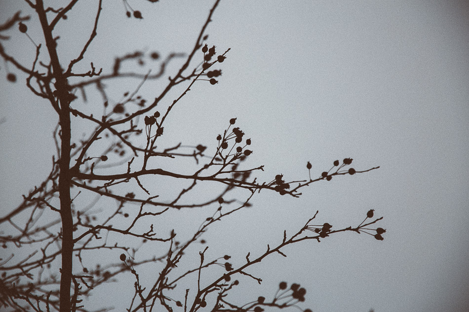 Nature in Winter // livelovesimple.com
