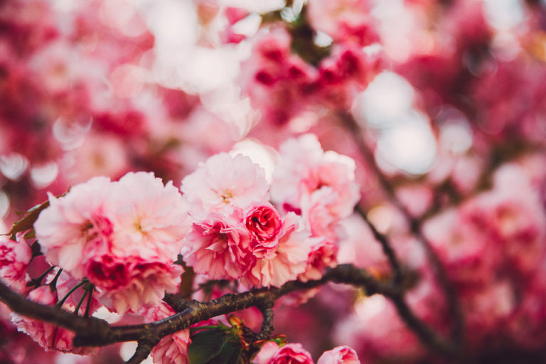 springtime // livelovesimple.com