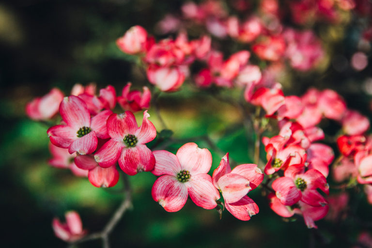 springtime // livelovesimple.com