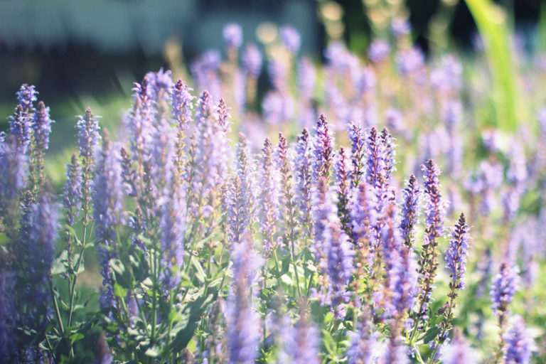 Announcing: My Brand New Newsletter!