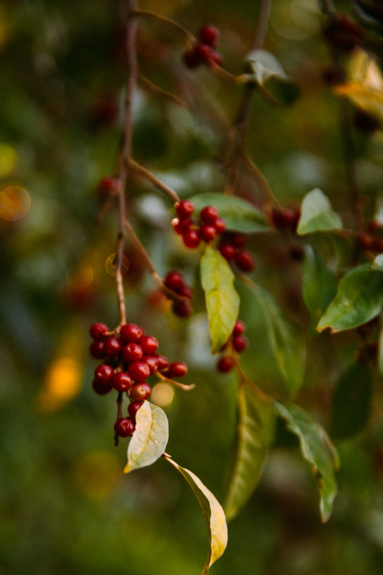 livelovesimple.com // autumn