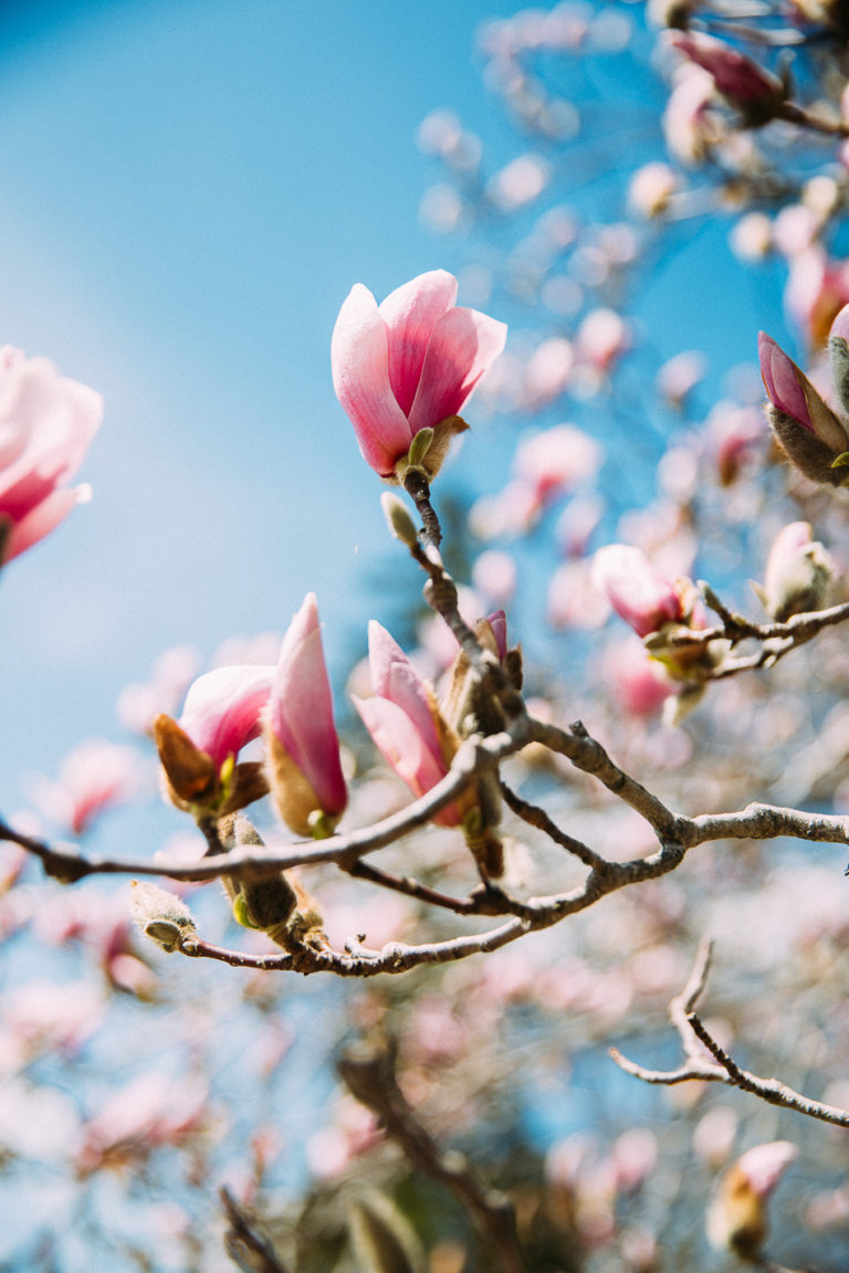 magnolia bud