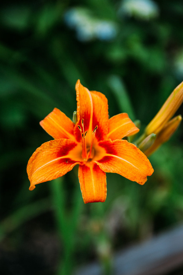 summer solstice // 2018