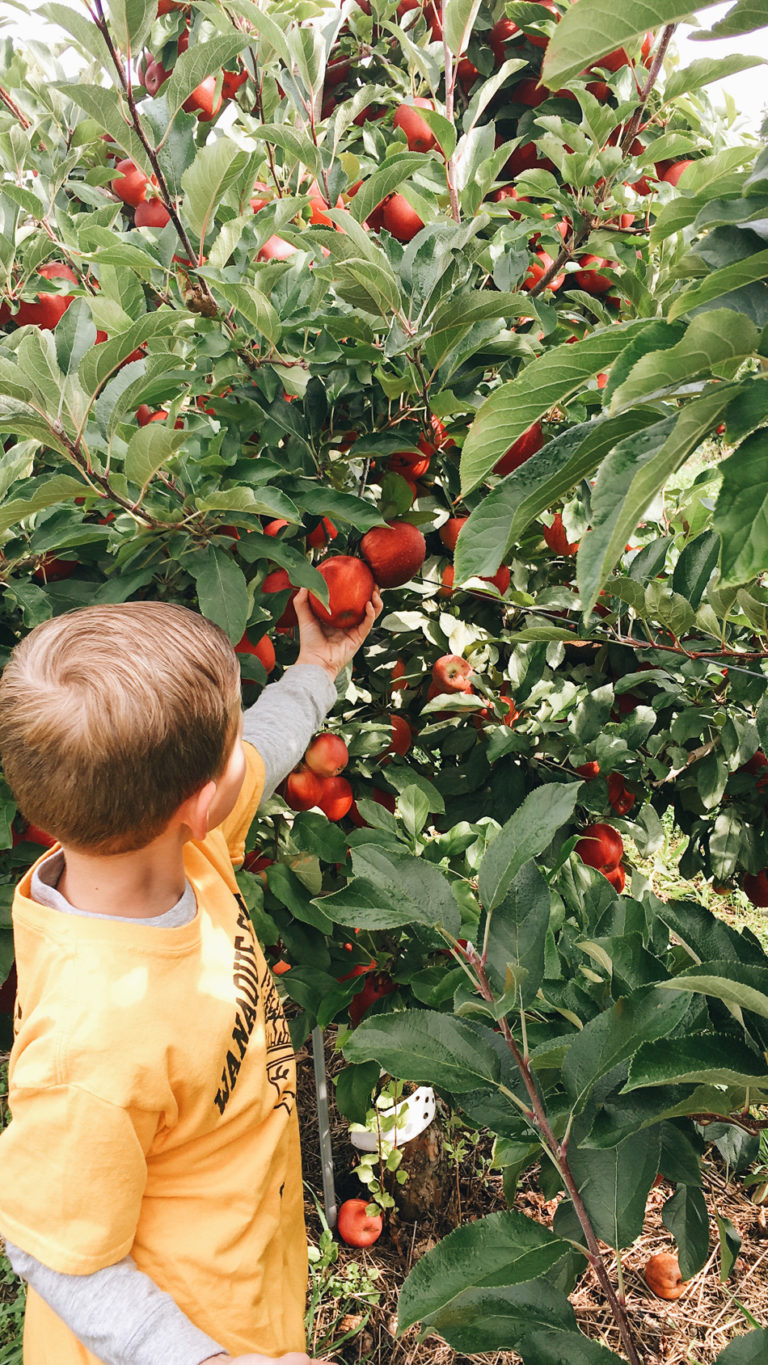 apple picking // livelovesimple.com