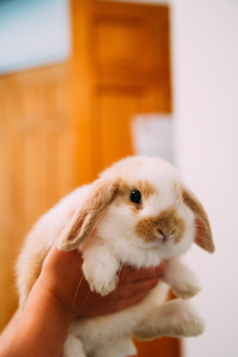 bunnies // livelovesimple.com