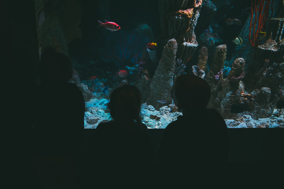 New England Aquarium // livelovesimple.com