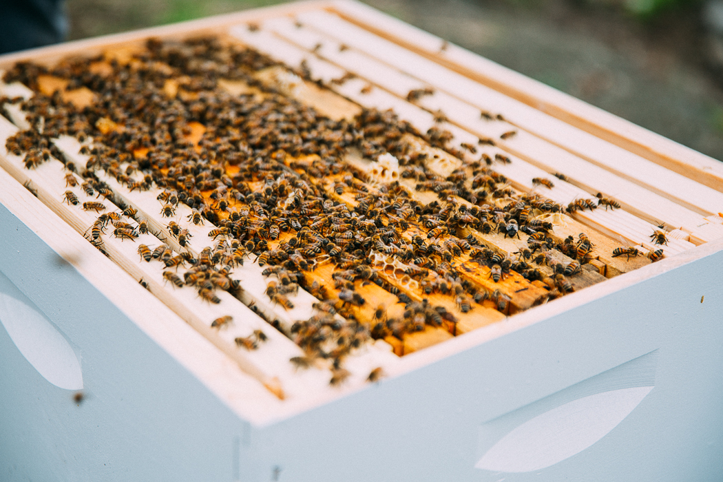 honey bees + financial dreams
