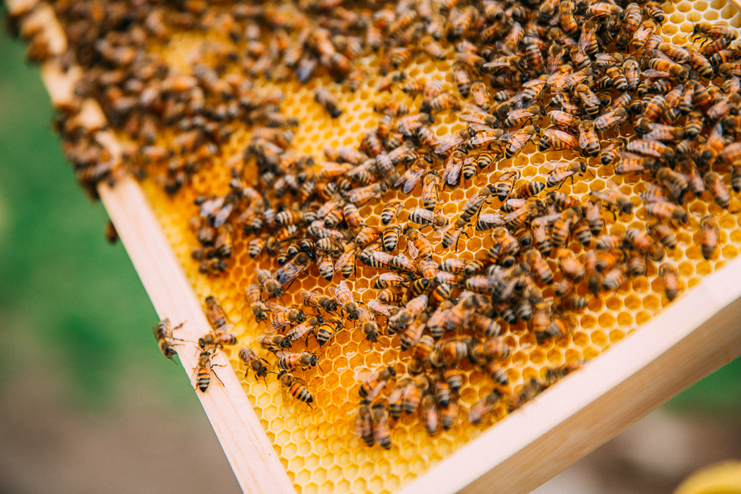 honey bees + financial dreams