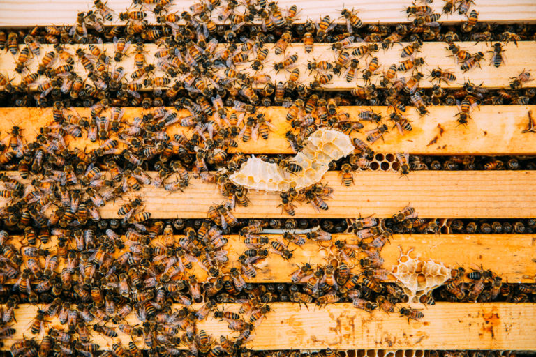 honey bees + financial dreams