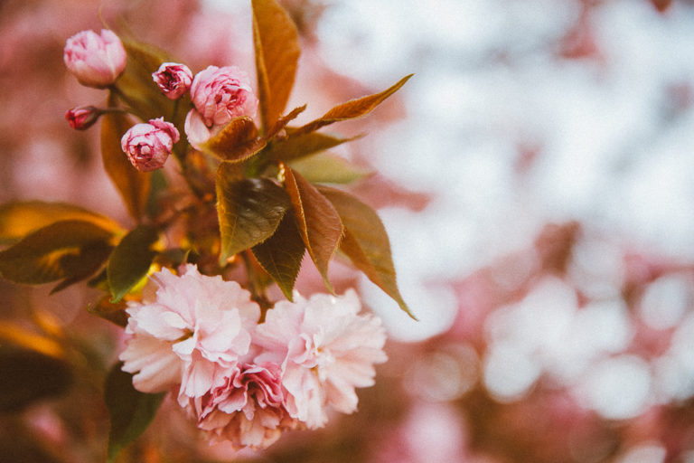 New Jersey Cherry Blossoms