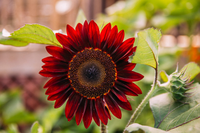 summer gardens // livelovesimple.com