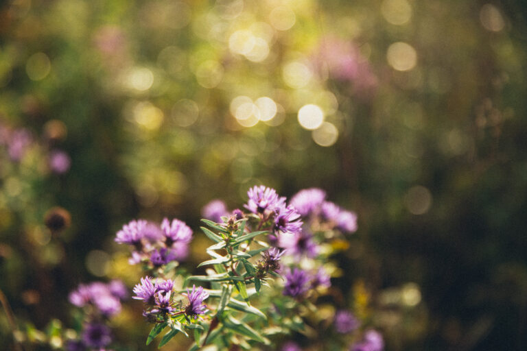 An Afternoon in Sugar Loaf, NY