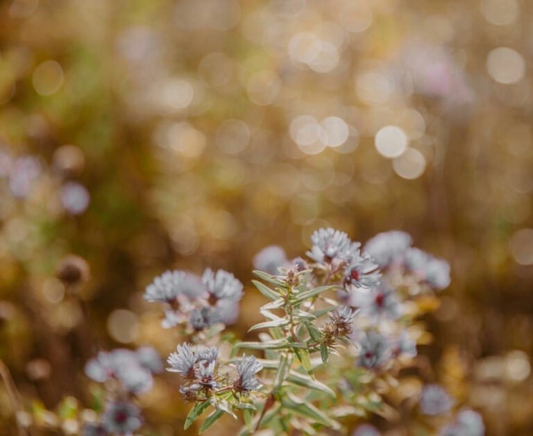 autumn & change & magic