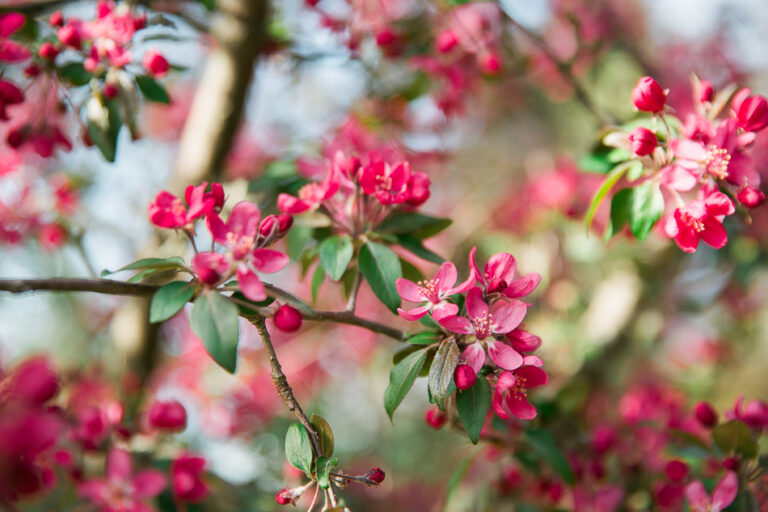 apple blossoms