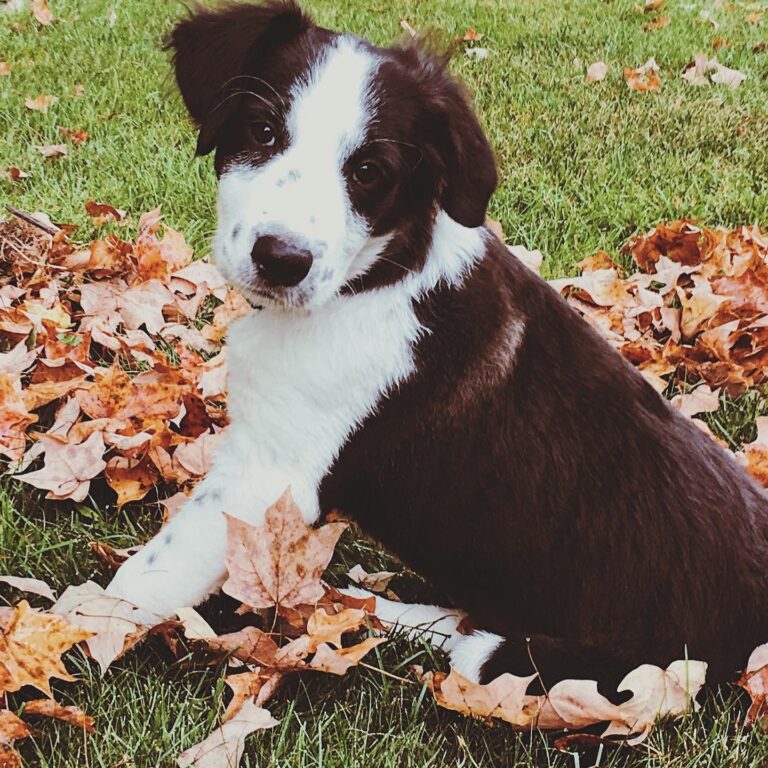 How to Know When Your Senior Dog Is in Pain – And How to Help