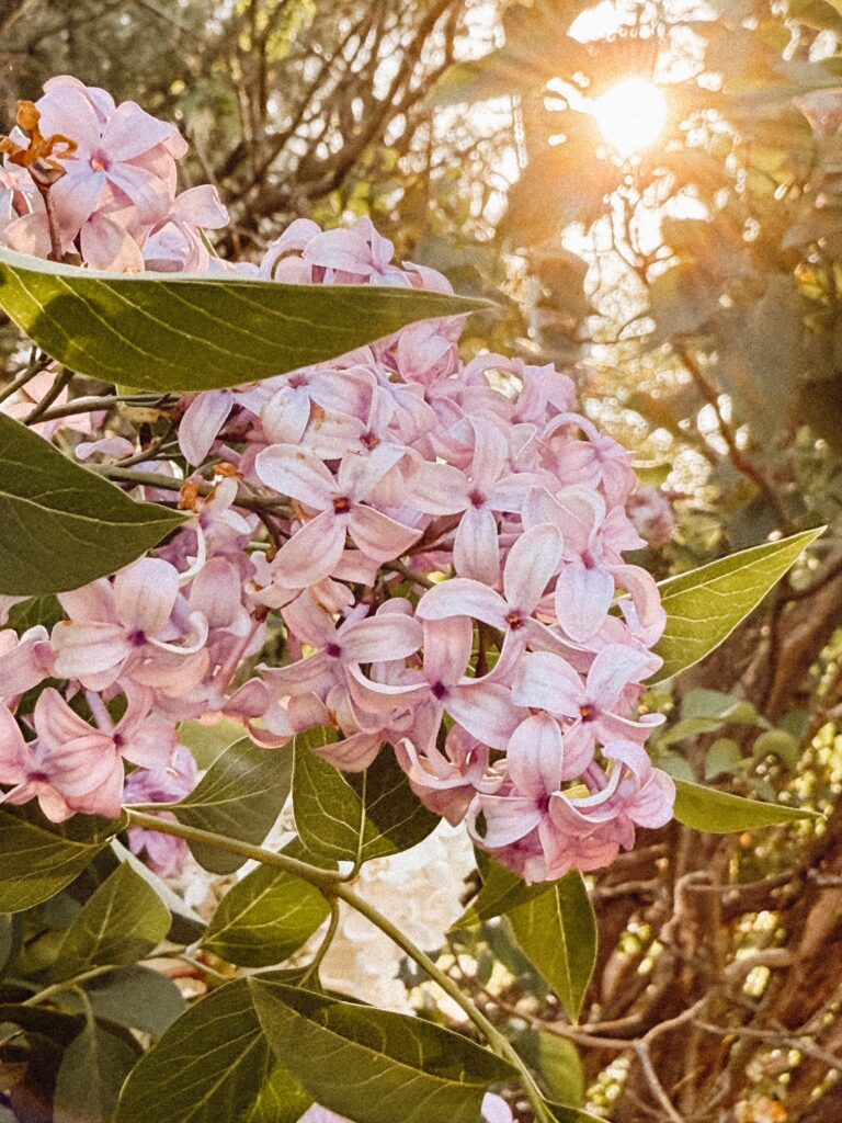 Seasonal Flower Rituals: How I Welcome Each New Season at Home